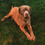 Profile Picture of Andrew (@andrew_borchardt) on Instagram