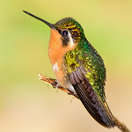 Profile Picture of Trevor & Bronwyn Neal (@Trev & Bron) on Flickr