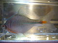 Profile Picture of Rosy bitterlingon Wikipedia