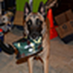 Profile Picture of Talavera Malinois (@talavera malinois) on Flickr