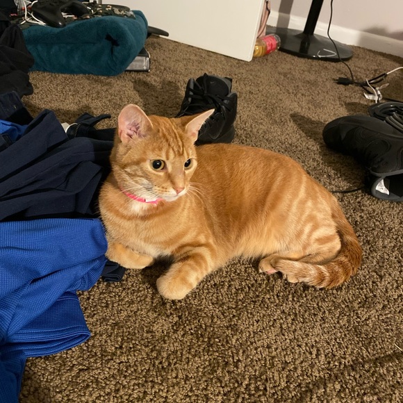 Profile Picture of Ethan Lannom (@e_lannom) on Poshmark