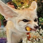 Profile Picture of Albert Graham (@graham4lbert) on Instagram