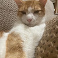 Profile Picture of Hannah Hameed (@hannah-hameed-5) on Quora