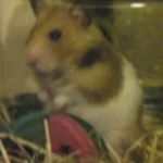 Profile Picture of Craig Crocker (@crocker.craig) on Instagram