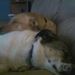 Profile Picture of Donna Perlish (@dlperlish) on Pinterest