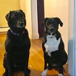 Profile Picture of Kate MacDougall (@adventuresofcharlieandroo) on Instagram