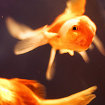 Profile Picture of Bailey Catherine (@baileycatherine) on Flickr