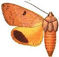 Profile Picture of Ophiusa disjungenson Wikipedia