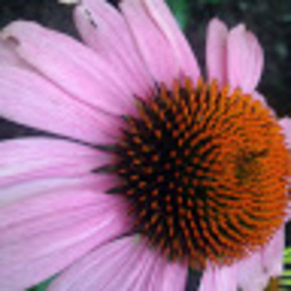 Profile Picture of Sofia Gasparo (@sofia_gasparo) on Poshmark