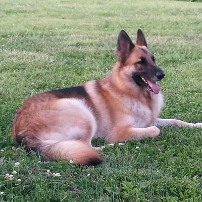 Profile Picture of Dawn Halterman (@dmhalterman) on Twitter