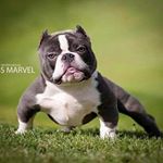 Profile Picture of Jesse Col (@jesse_dexter.boss) on Instagram