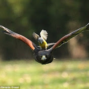 Profile Picture of Derek Roberts (@derekroberts5868) on Youtube