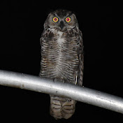 Profile Picture of Armando Bracamonte (@armandobracamonte3336) on Youtube