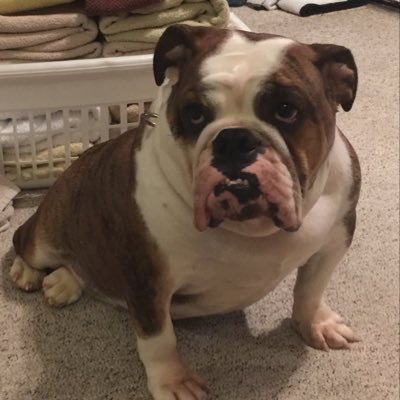 Profile Picture of Charlotte’s Bulldogs (@CharlottesBull1) on Twitter