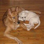 Profile Picture of Tommy Devereaux (@tommydevereaux) on Instagram