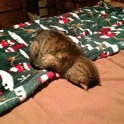 Profile Picture of Zulkarnain AbdRahim (@ibn_AbdRahim) on Twitter