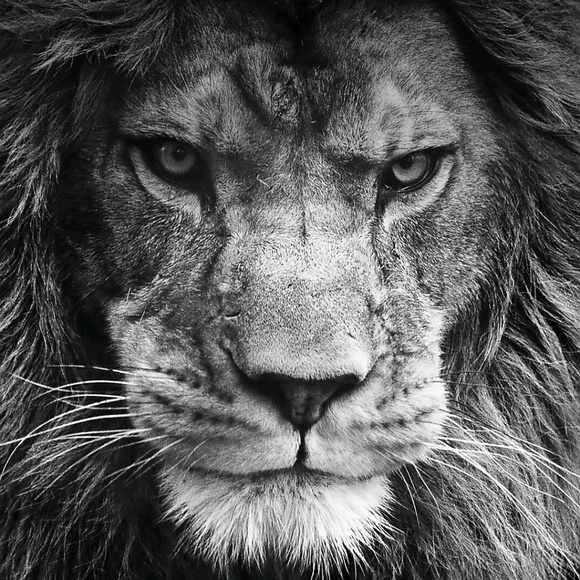 Profile Picture of Maxwell Wheeler (@madmax97) on Poshmark