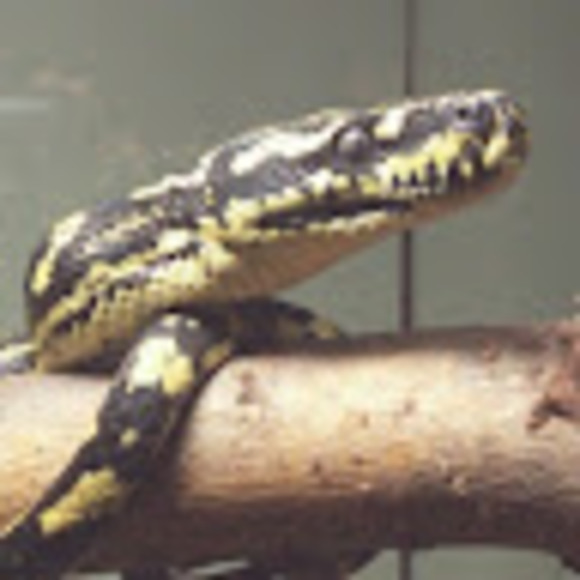 Profile Picture of Joanne Fenech (@joannefenech) on Poshmark