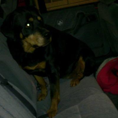 Profile Picture of Robert Fortunato (@RobertRobert700) on Twitter