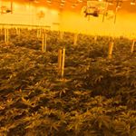 Profile Picture of Cody Roelfs (@spartangrowers) on Instagram