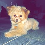 Profile Picture of Hazel Serrano (@lulpup.hazel) on Instagram