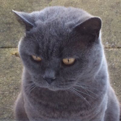 Profile Picture of Dave Stothard (@15thFret) on Twitter