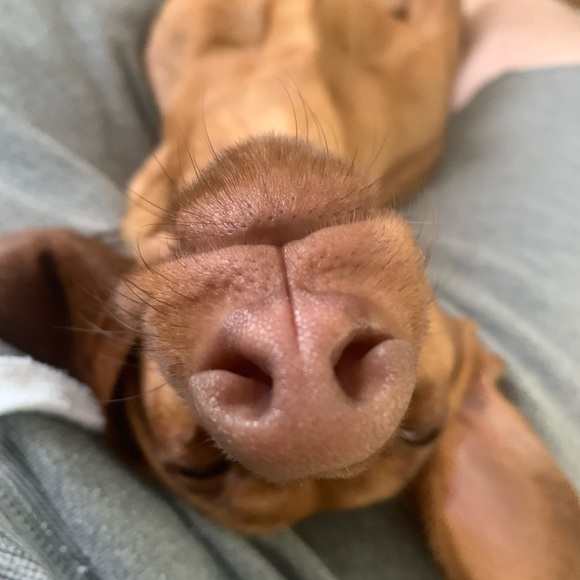 Profile Picture of Corey Venier (@crazyhobo238) on Poshmark