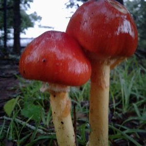 Profile Picture of Ed Harbin (@EdHarbin) on Twitter