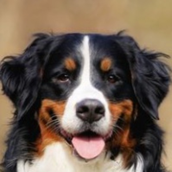 Profile Picture of Declan Moore (@declanmoorew) on Poshmark