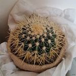 Profile Picture of Amanda Silvera (@amanda.silvera) on Instagram