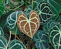 Profile Picture of Anthurium clarinerviumon Wikipedia