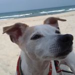 Chris Springfield - Instagram Profile Picture of Chris Springfield (@springfield.chris) on Instagram