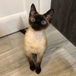 Profile Picture of devon_rex_cat_rivne (@li.udmila8866) on Instagram