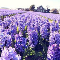 Profile Picture of Alice Chan  (@alice-chan-280) on Quora