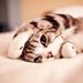 Profile Picture of Stephanie Soon to be ...... (@lambdin2088) on Pinterest