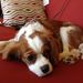 Profile Picture of Maura Reilly (@mcreilly) on Pinterest