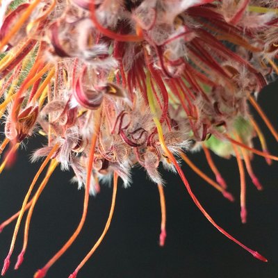 Profile Picture of Chris Pero (@Chrisperodesign) on Twitter