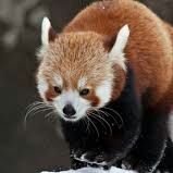 Profile Picture of Christopher Hibbard (@icrazydog) on Twitter