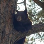 Profile Picture of tony Bettis (@bluetickcrazy) on Instagram