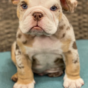 Profile Picture of Rudy Negrete (@TigerKingMiniBulldogs) on Youtube