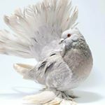 Nate Abbott - Instagram Profile Picture of Nate Abbott (@natespigeonportraits) on Instagram