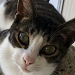 Profile Picture of Anna Corbin (@corbin566) on Instagram