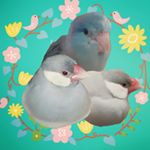 Profile Picture of 🐽胖胖們的窩🐥🐥🐥🐽 (@fat_birds) on Instagram