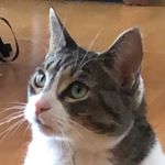 Profile Picture of Demi Scott (@demi_the_doggy) on Instagram