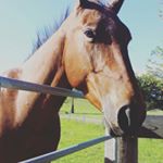 Profile Picture of dusty finch (@finch.dusty) on Instagram