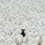 Profile Picture of BL AQ ST EP (@bl.aq.st.ep) on Facebook