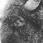 Profile Picture of Michael Baute (@graze_against_the_machine) on Instagram