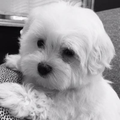 Profile Picture of Cathi Flickinger (@@cflick546) on Twitter