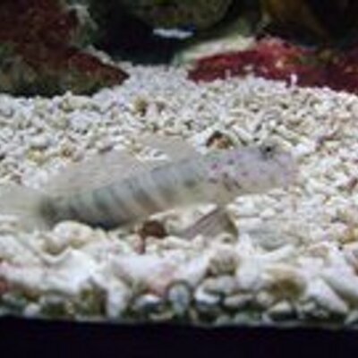 Profile Picture of Ryan Daniel Cue (@Rycue) on Twitter