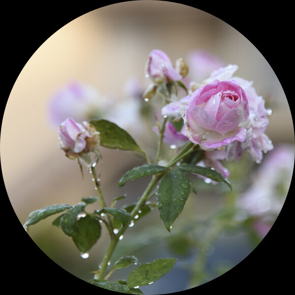 Profile Picture of M Matthews (@offerfloral17) on Poshmark